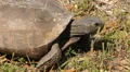 Gopher Tortoise - Gopherus Polyphemus HD Footage