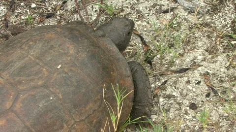Gopher Tortoise - Gopherus Polyphemus - Overhead Close Up Stock Footage