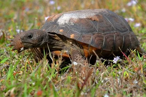 Gopher tortoise (gopherus polyphemus) Stock Photos