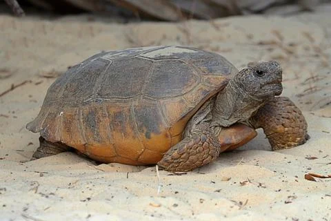 Gopher tortoise (gopherus polyphemus) Stock Photos