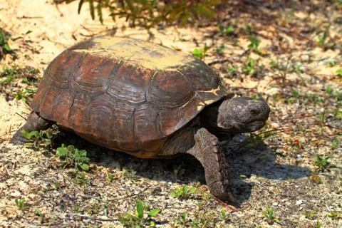 Gopher tortoise (gopherus polyphemus) Stock Photos