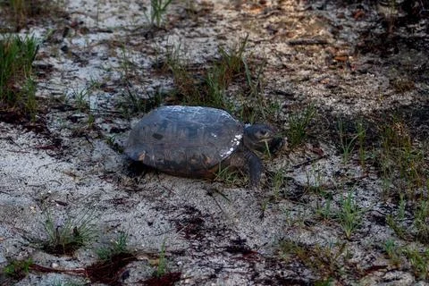 Gopher tortoise (Gopherus polyphemus) resting in the sand Stock Photos