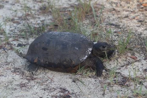 Gopher tortoise (Gopherus polyphemus) resting in the sand Stock Photos