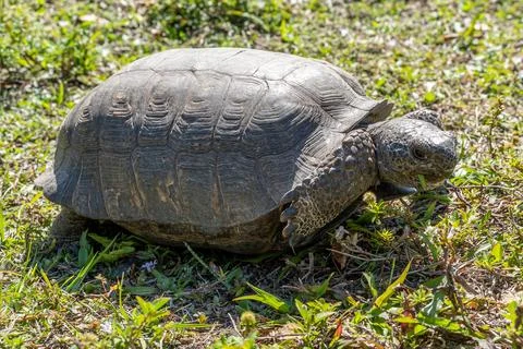 Gopher Tortoise in the Grass Stock Photos