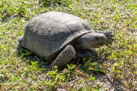 Gopher Tortoise in the Grass Stock Photos