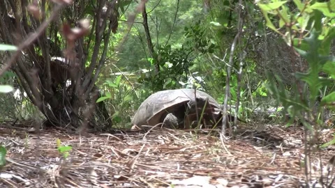 Gopher Tortoise Head On 01 Stock Footage