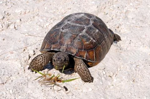 Gopher Tortoise Stock Photos