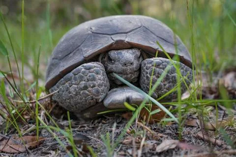 Gopher tortoise Stock Photos