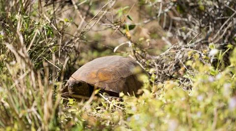 Gopher Tortoise Stock Photos