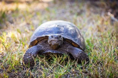 Gopher tortoise Stock Photos
