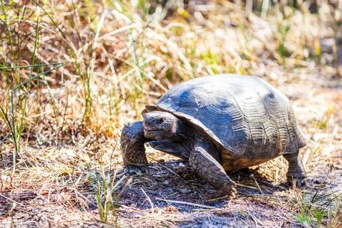 Gopher tortoise Stock Photos