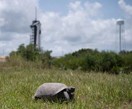 A gopher tortoise is seen making its way towards its burrow near Stock Photos