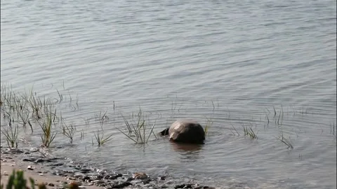 A Gopher Tortoise in Shallow Water Stock Footage 340045160