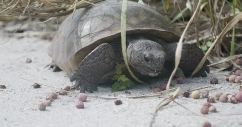 Gopher tortoise slowly walks across sandy ground while chewing food Stock Footage 310322607