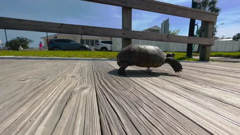 Gopher tortoise turtle walking by camera on wooden beach walkway, close up Stock Footage 243873711