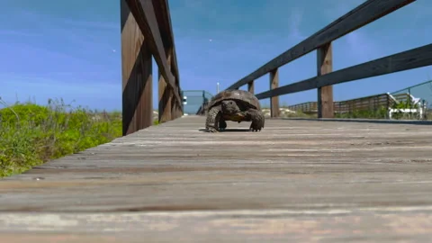 Gopher tortoise turtle walking towards camera on wooden beach walkway, Stock Footage 243873740