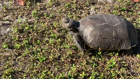 A gopher tortoise walking across a field of grass in southwest florida Stock Footage 169670993