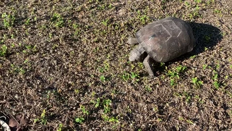A gopher tortoise walking across a field of grass in southwest florida Stock Footage 169671060