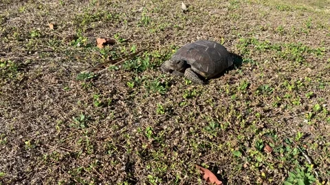 A gopher tortoise walking across a field of grass in southwest florida Stock Footage 169671267