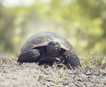 Gopher Tortoise walking Gopher Tortoise walks towards camera in Florida we... Stock Photos