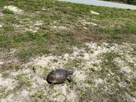 A gopher tortoise walking on a grassy area in Florida. Stock Photos