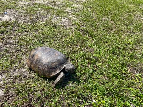 A gopher tortoise walking on a grassy area in Florida. Stock Photos
