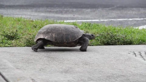 Gopher Tortoise Walking On Sidewalk Video stock 49969056