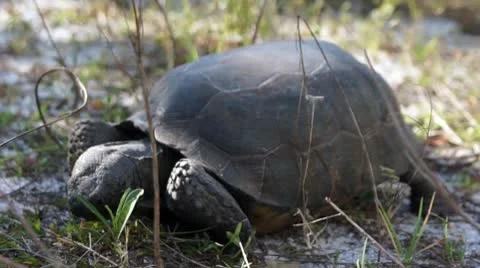 Gopher Tortoise At Wiggins Pass Stock Footage