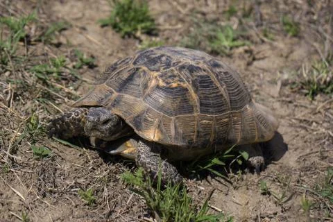 Gopher turtle in caucasus Stock Photos