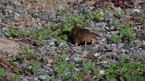 Gopher v1 Stock Footage 108126117
