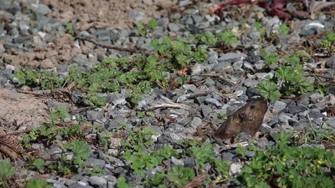 Gopher v2 Stock Footage 108126108