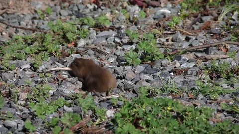 Gopher v3 Stock Footage 108126113