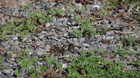 Gopher v4 Stock Footage 108126102