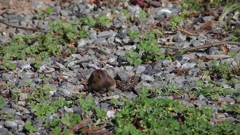 Gopher v5 Stock Footage 108126121