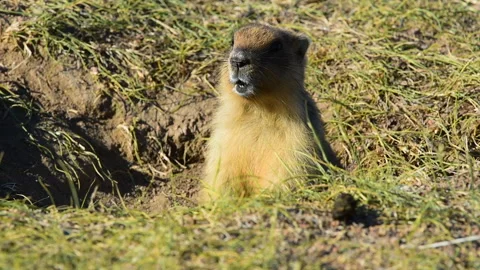 The gopher warns of danger by peeking out of its hole. Video stock 328171573