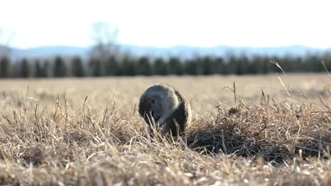 Gopher washes rodent nature Stock Footage 176393786