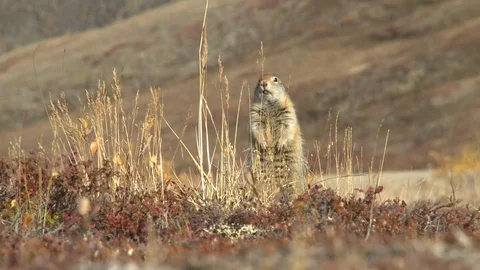 Gopher in the wild. Chukotka. Stockbeeldmateriaal 118908892