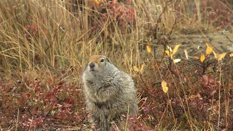 Gopher in the wild. Chukotka. Stockbeeldmateriaal 118911111