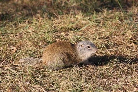 Gopher in the Wild Stock Photos
