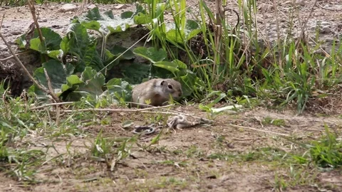 Gopher_1 Stock Footage 124110424