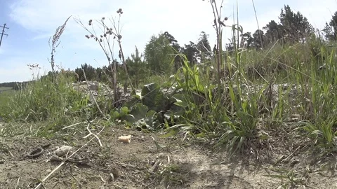 Gopher_10 Stock Footage 124111474