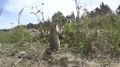 Gopher_11 Stock Footage 124110477
