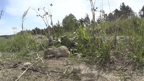 Gopher_12 Stock Footage 124110486