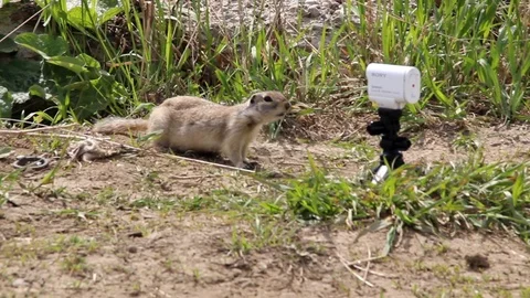 Gopher_2 Stock Footage 124110403