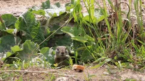 Gopher_3 Stock Footage 124110401