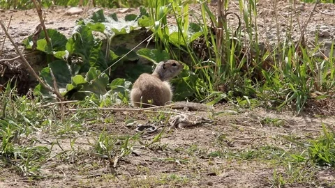 Gopher_4 Stock Footage 124110402