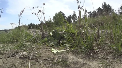 Gopher_5 Stock Footage 124110454