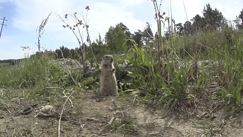 Gopher_6 Stock Footage 124110455