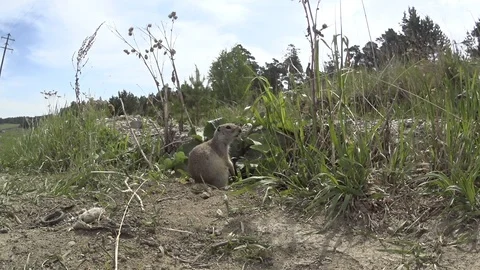 Gopher_7 Stock Footage 124110432