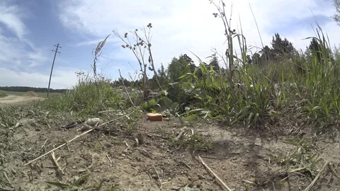 Gopher_8 Stock Footage 124110463